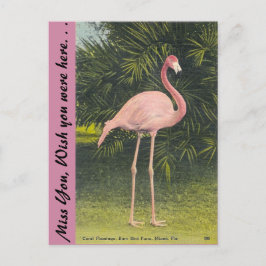 Flamingo, Miami, Florida Vykort