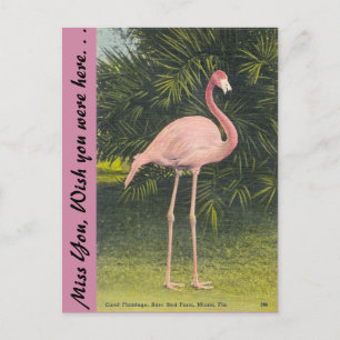 Flamingo, Miami, Florida Vykort