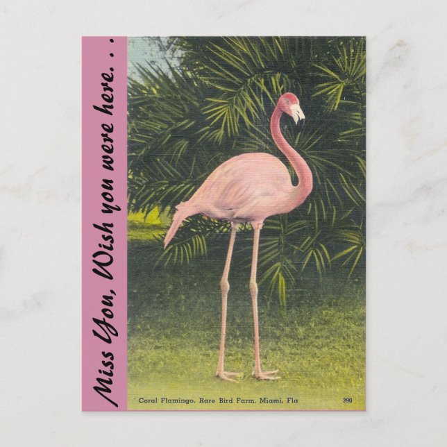 Flamingo, Miami, Florida Vykort (Framsida)