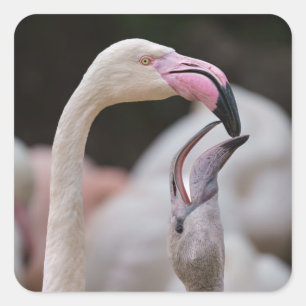 Flamingo Mor och Baby Fyrkantigt Klistermärke