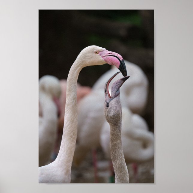Flamingo Mor och Baby Poster (Framsidan)