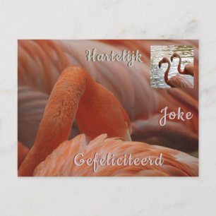 Flamingo närbild anpassad födelsedagskort vykort