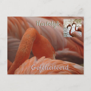 Flamingo närbild Glad födelsedag vykort