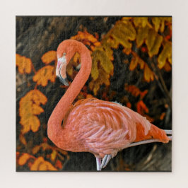 Flamingo, närbild och vacker pussel