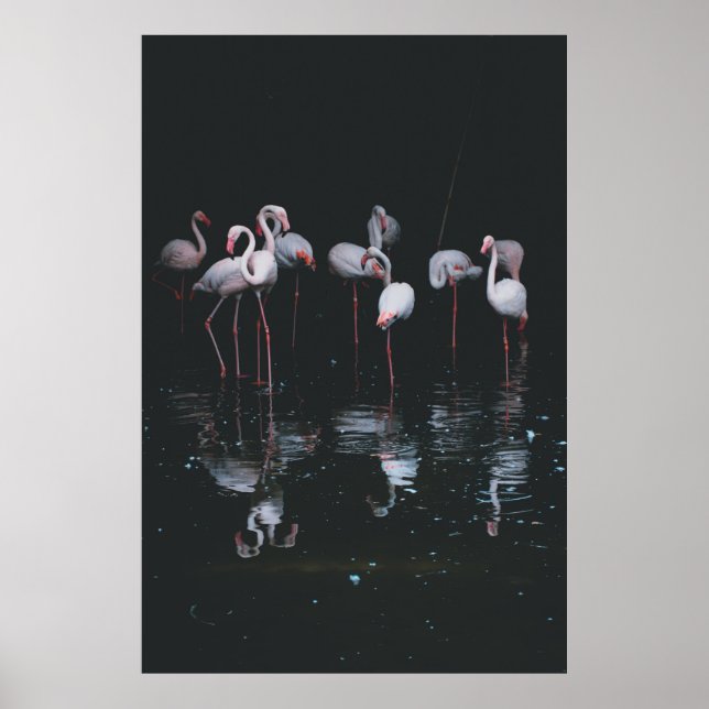 FLAMINGO PÅ BAKGRUND AV MÖRK POSTER (Framsidan)
