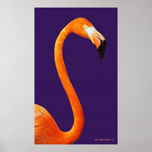 Flamingo på Blue Poster (Framsidan)
