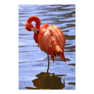 Flamingo på ett ben i vatten fototryck