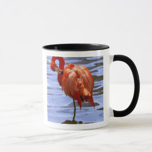 Flamingo på ett ben i vatten mugg