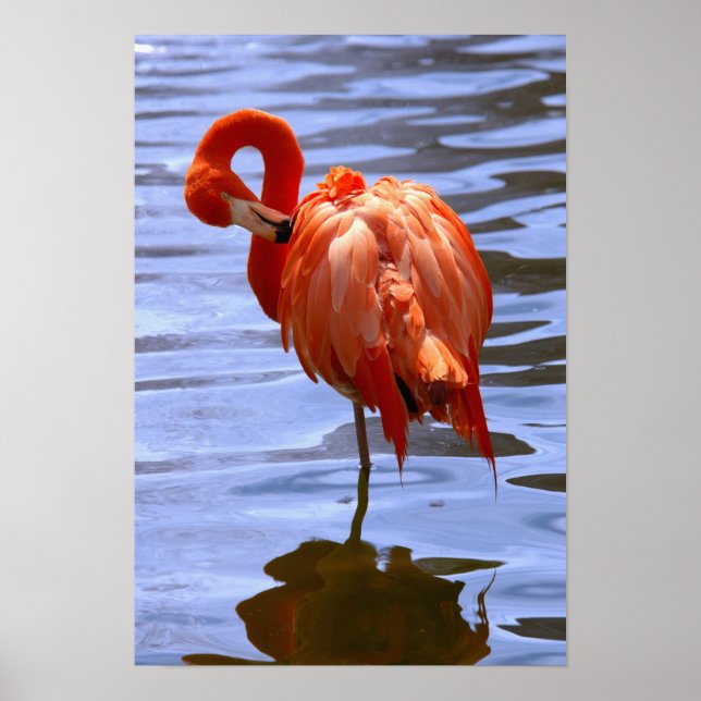 Flamingo på ett ben i vatten poster (Framsidan)