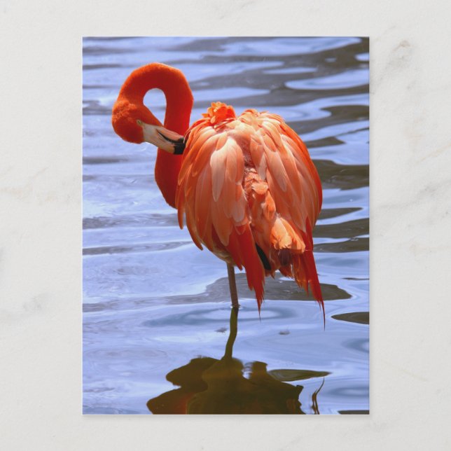 Flamingo på ett ben i vatten vykort (Framsida)