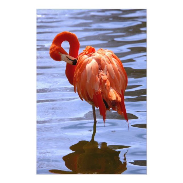 Flamingo på ett ben i vattnet fototryck (Framsidan)