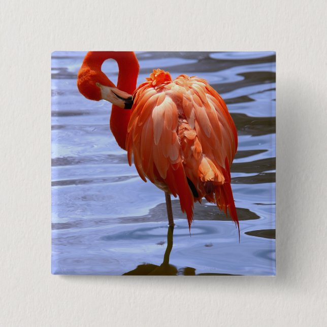 Flamingo på ett ben i vattnet knapp (Framsida)