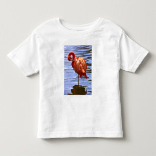 Flamingo på ett ben i vattnet tee