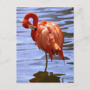 Flamingo på ett ben i vattnet vykort