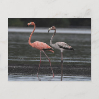 Flamingo Pair-vykort Vykort