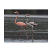 Flamingo Pair-vykort