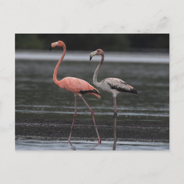 Flamingo Pair-vykort Vykort (Framsida)