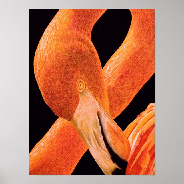 Flamingo Porträtt Poster (Framsidan)