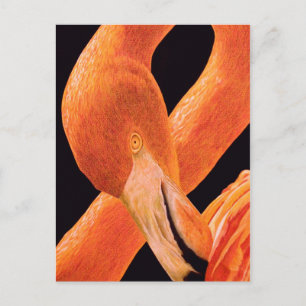 Flamingo Porträtt Vykort