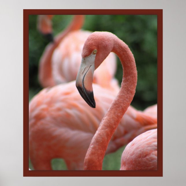 Flamingo Pose 20 x 24 Skriv ut - andra storlekar o Poster (Framsidan)
