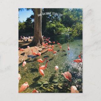FLAMINGO POSTCARD VYKORT