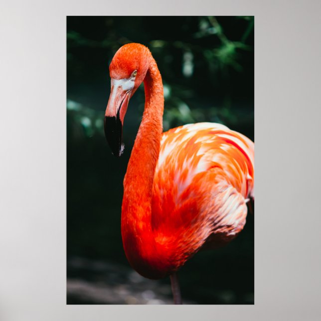 FLAMINGO POSTER (Framsidan)