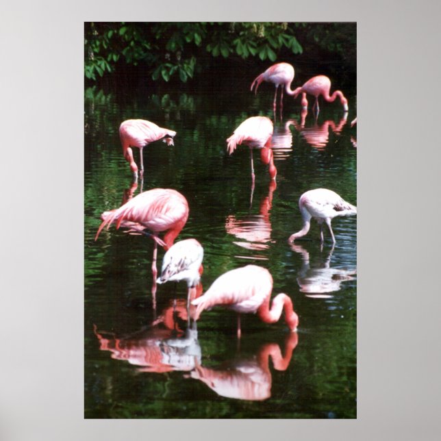 flamingo poster (Framsidan)