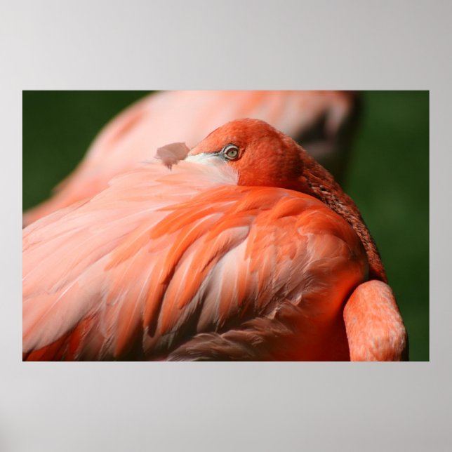 Flamingo Poster (Framsidan)