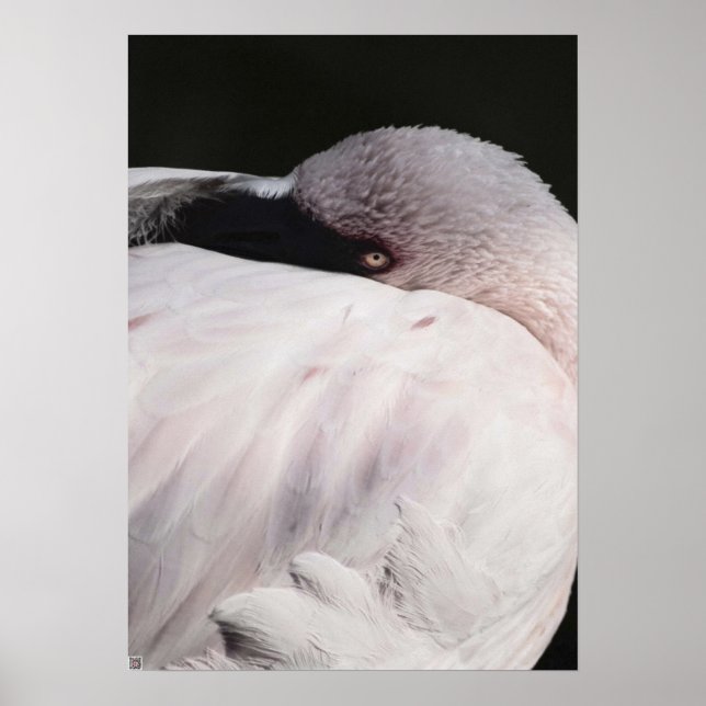 Flamingo Poster (Framsidan)