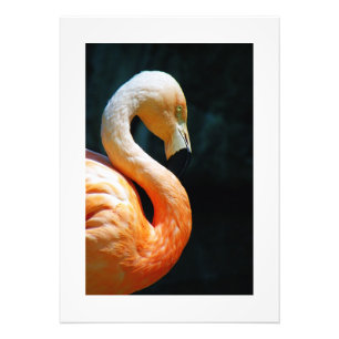 Flamingo Poster/skriver ut! Fototryck