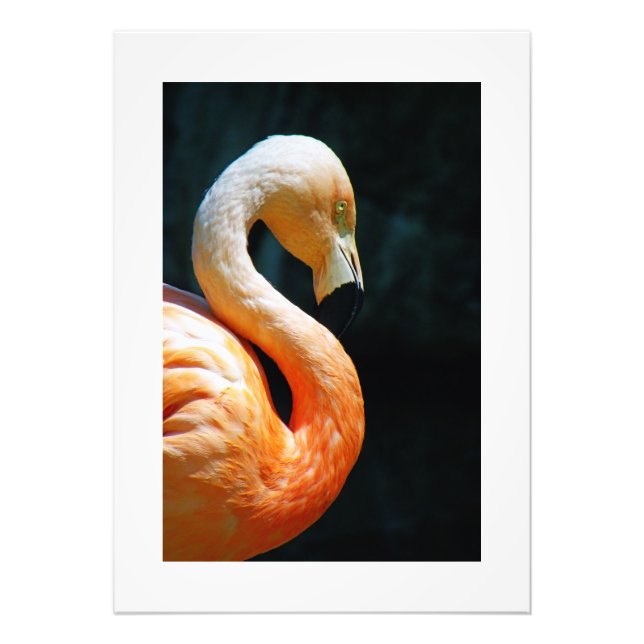 Flamingo Poster/skriver ut! Fototryck (Framsidan)