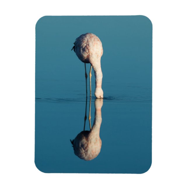 Flamingo Reflection, Laguna Chaxa, Atacama Magnet (Vertikal)