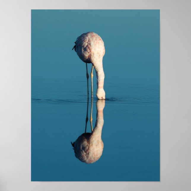 Flamingo Reflection, Laguna Chaxa, Atacama Poster (Framsidan)