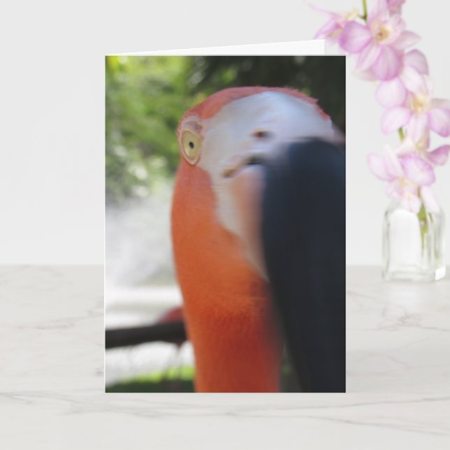 Flamingo Roligt Välkomstkort för Vem Som Helst Kort (Orkide)