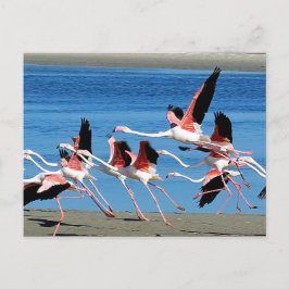 Flamingo Rosa Flight Wildlife Photo Vykort