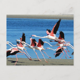Flamingo Rosa Flight Wildlife Photo Vykort