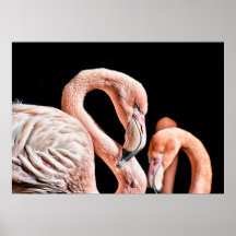 Flamingo Rosa Wildlife Photo
