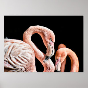 Flamingo Rosa Wildlife Photo Poster