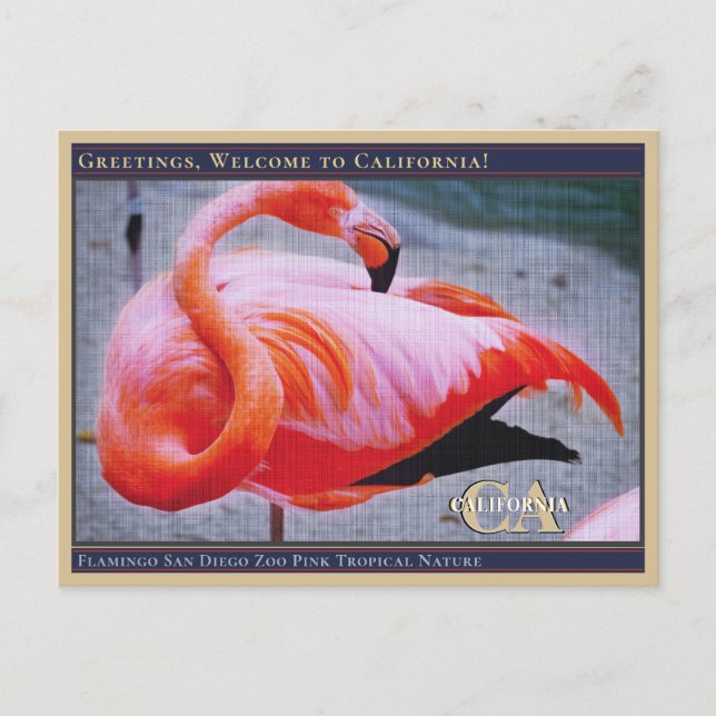 Flamingo San Diego Zoo Rosa Tropical Natature  Vykort (Framsida)
