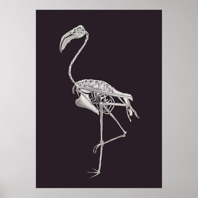 Flamingo Skeleton Bird Halloween Animal Anatomy Poster (Framsidan)