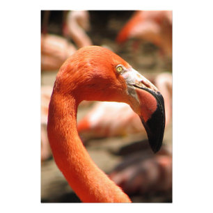 Flamingo Skriv ut/Poster! Fototryck