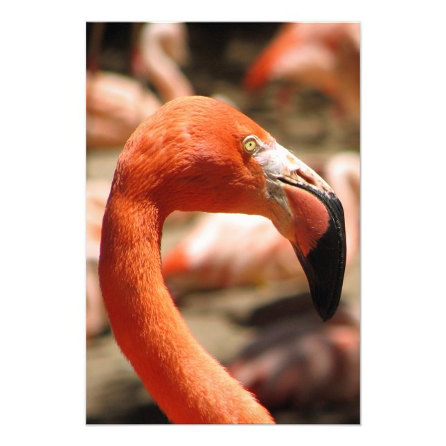 Flamingo Skriv ut/Poster! Fototryck (Framsidan)