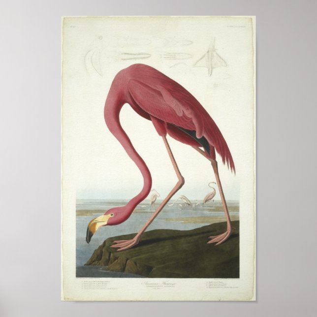 Flamingo tar en titt poster (Framsidan)