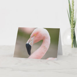 Flamingo tätt upp kort