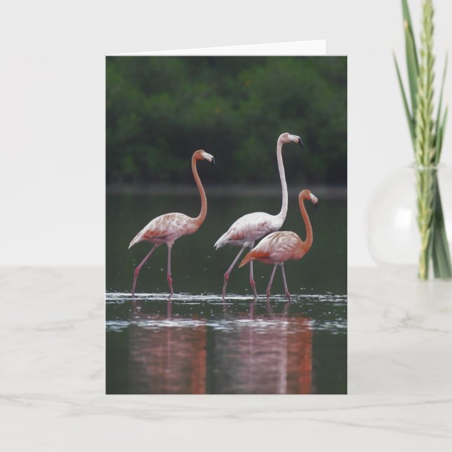 Flamingo Trio Kort (Framsida)
