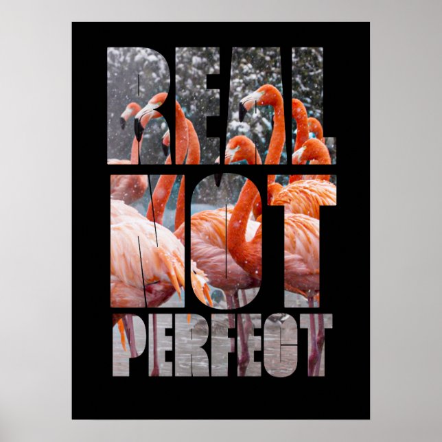 Flamingo Tropiska fåglar utan Perfekt Poster (Framsidan)