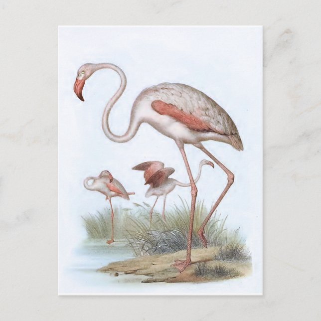 Flamingo Vintage Bird Illustration Vykort (Framsida)