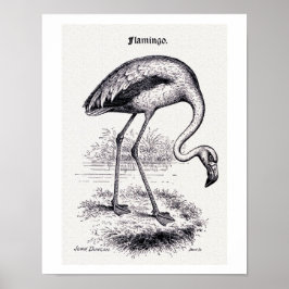 "Flamingo" Vintage Illustration Poster
