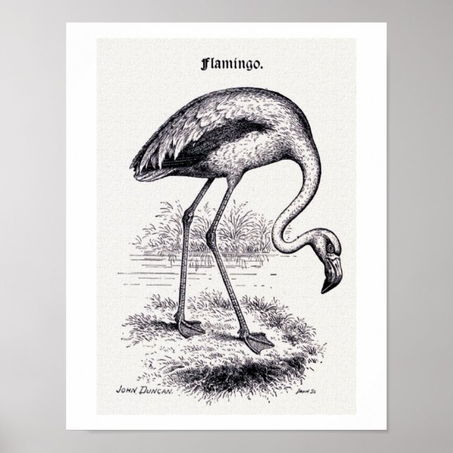 "Flamingo" Vintage Illustration Poster (Framsidan)