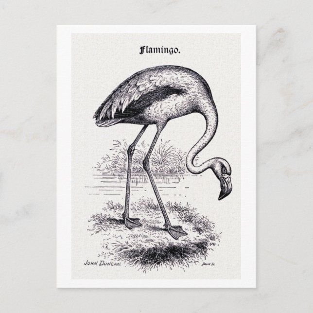 "Flamingo" Vintage Illustration Vykort (Framsida)